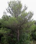 Pinus halepensis